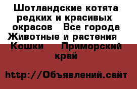 Шотландские котята редких и красивых  окрасов - Все города Животные и растения » Кошки   . Приморский край